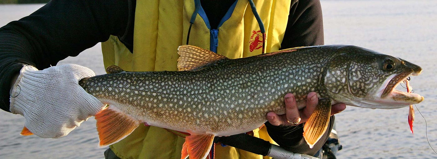 How to Have the Best Trout Fishing Experience in Ontario, by Alchemy  Insurance Agency