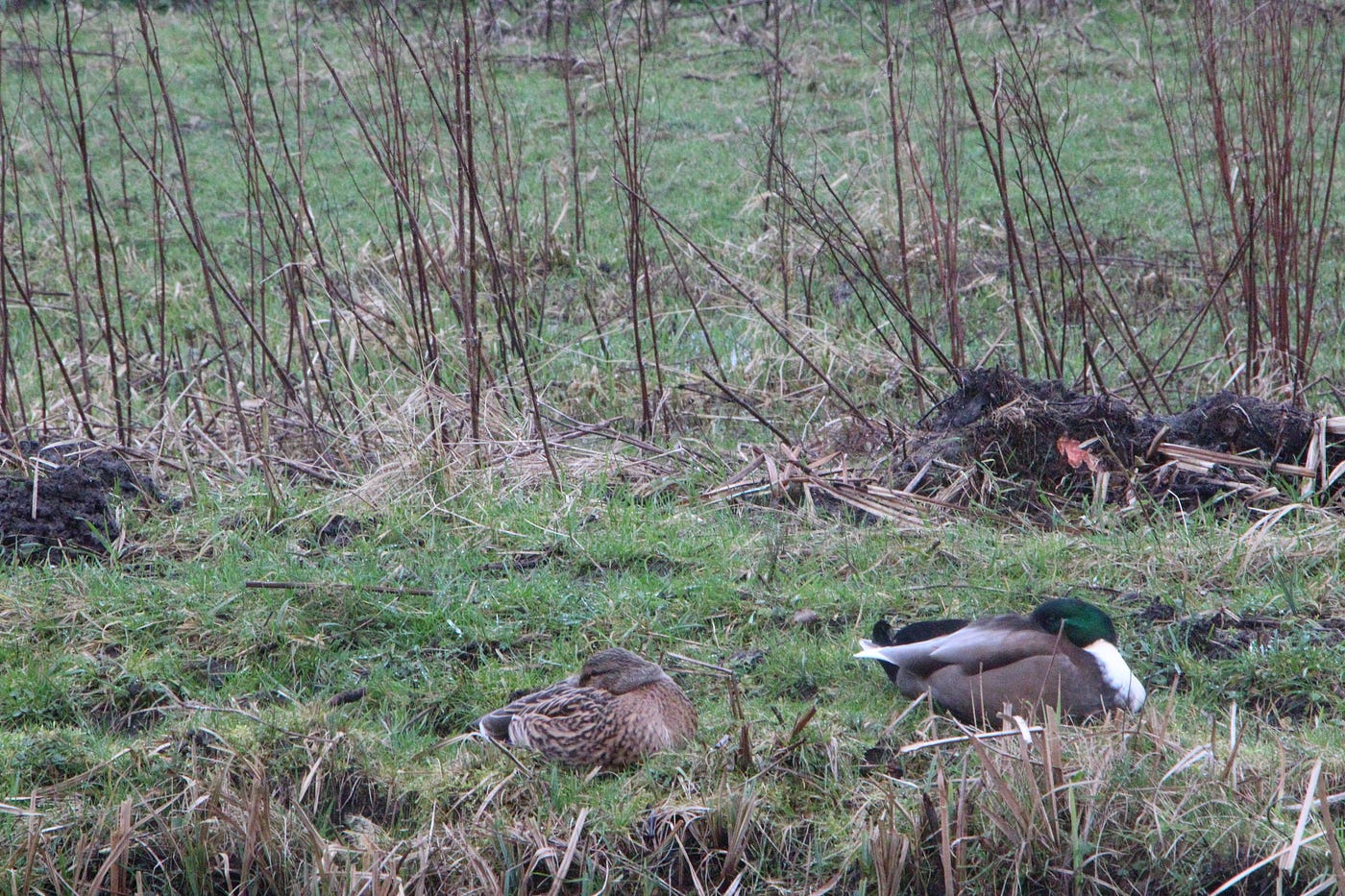 Is It Bad to Feed Birds Bread: Shocking Truths Revealed!