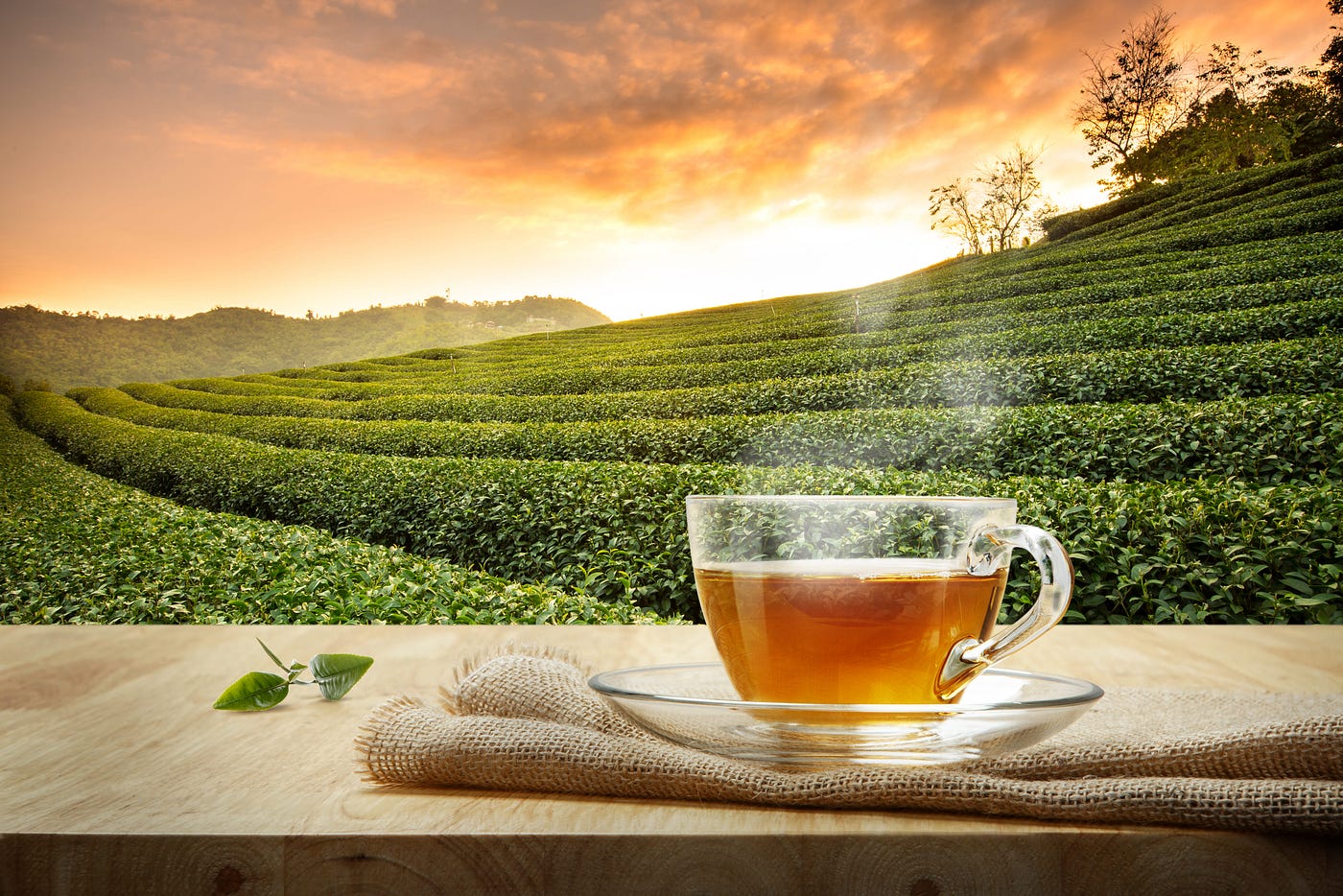 From Leaf to Cup: The Fascinating Journey of Tea Production