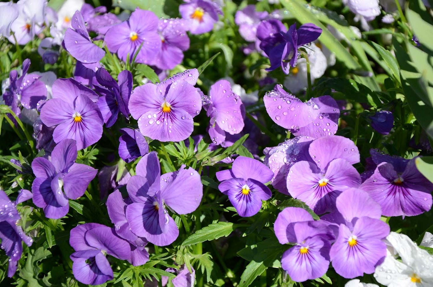 Violets