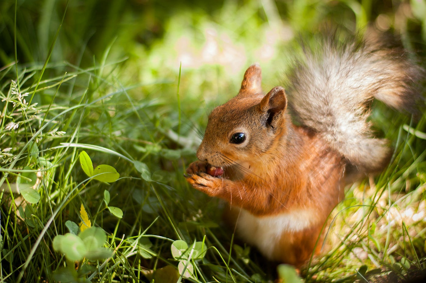 How do squirrels find the nuts they have hidden?