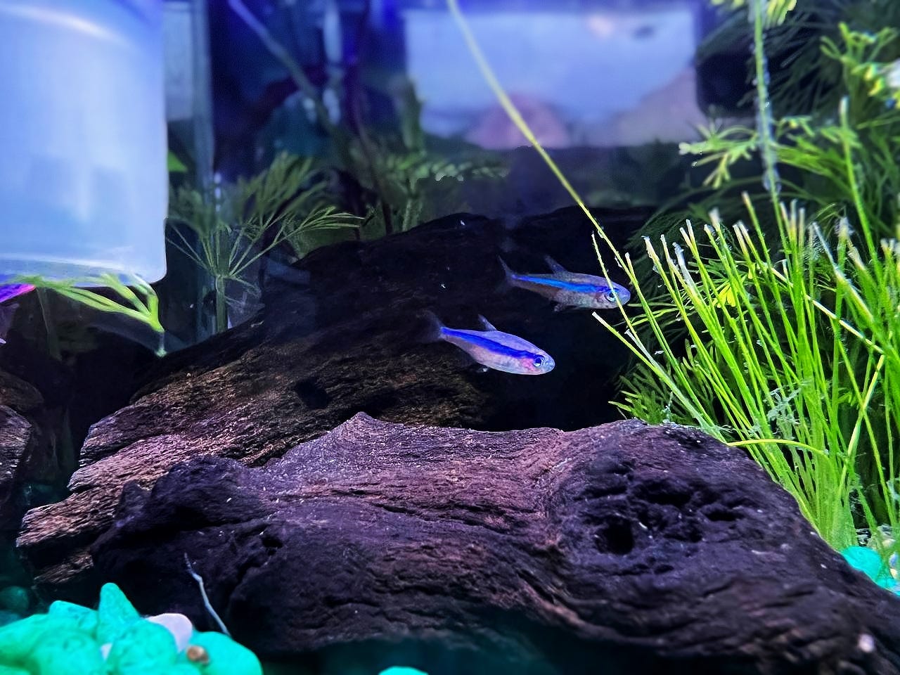 Update on My Betta Fish Tank. Because a happy Siamese fighting fish…, by  Jess the Avocado, Fish and Chips