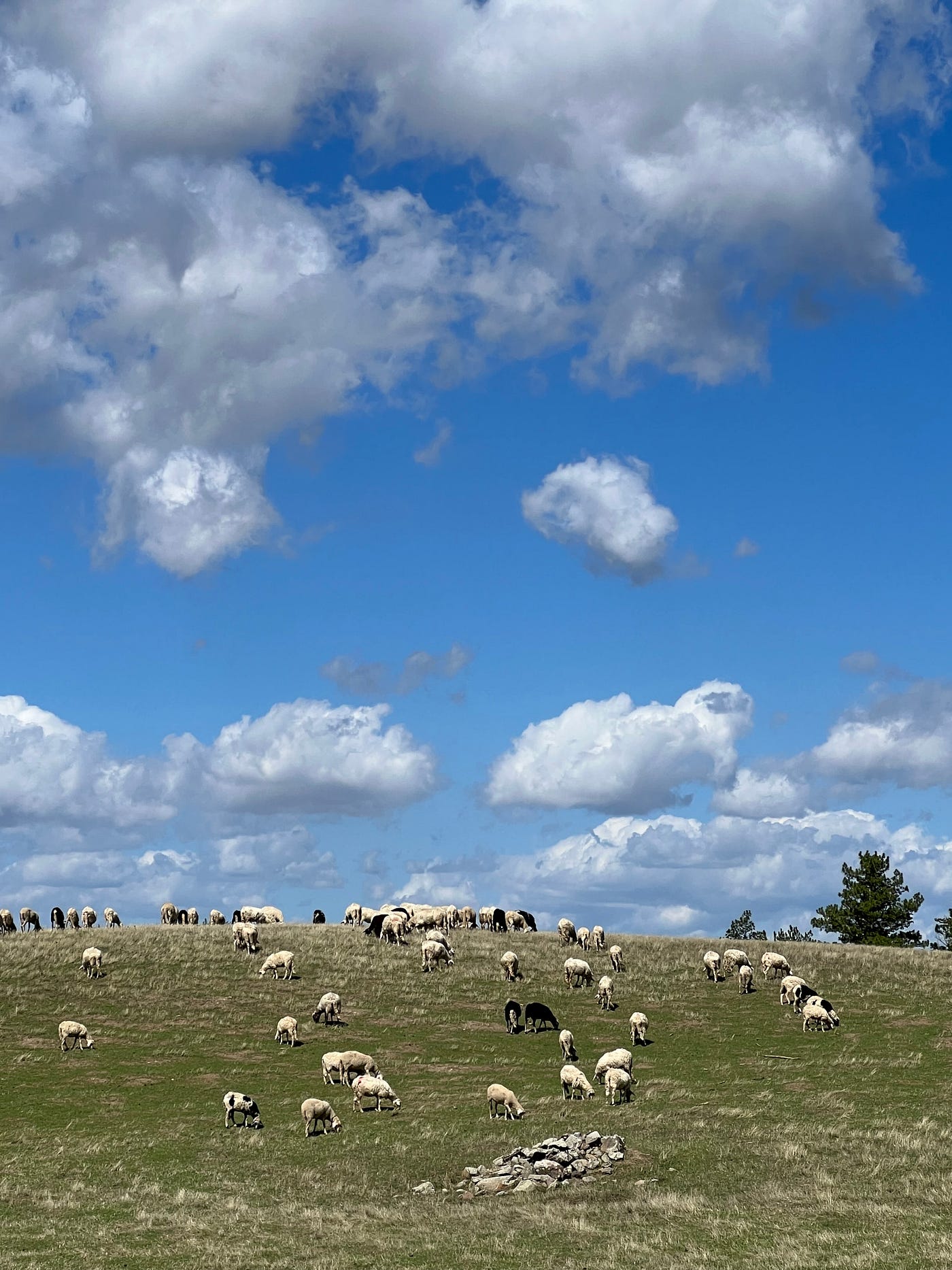Photo of a sheep-studded hill on a sunny day in Tuscany. White clouds above mirror the wooly fold below.