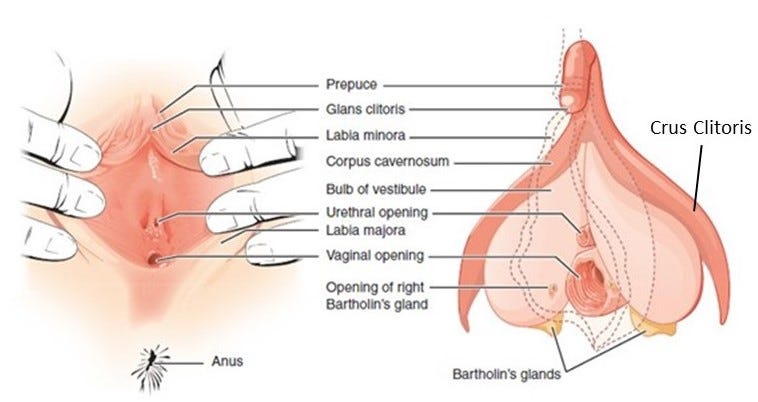 Hot Anal Porn Anatomy - THE ANATOMY OF FEMALE PLEASURE (and reproduction) | by Don Lucas | Medium