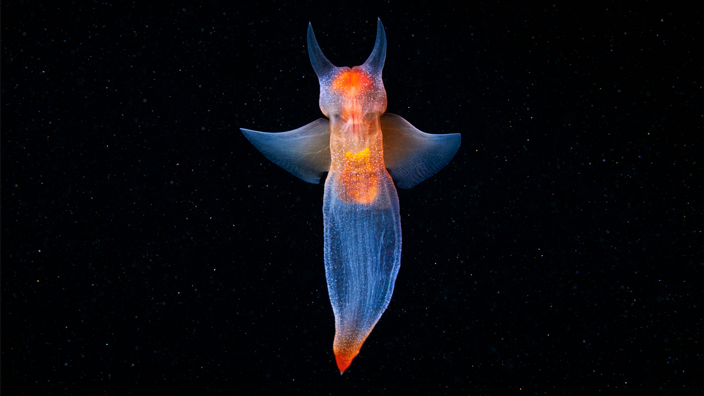 Fly, Snail, Fly!. Sea angels are snails that have learned… | by