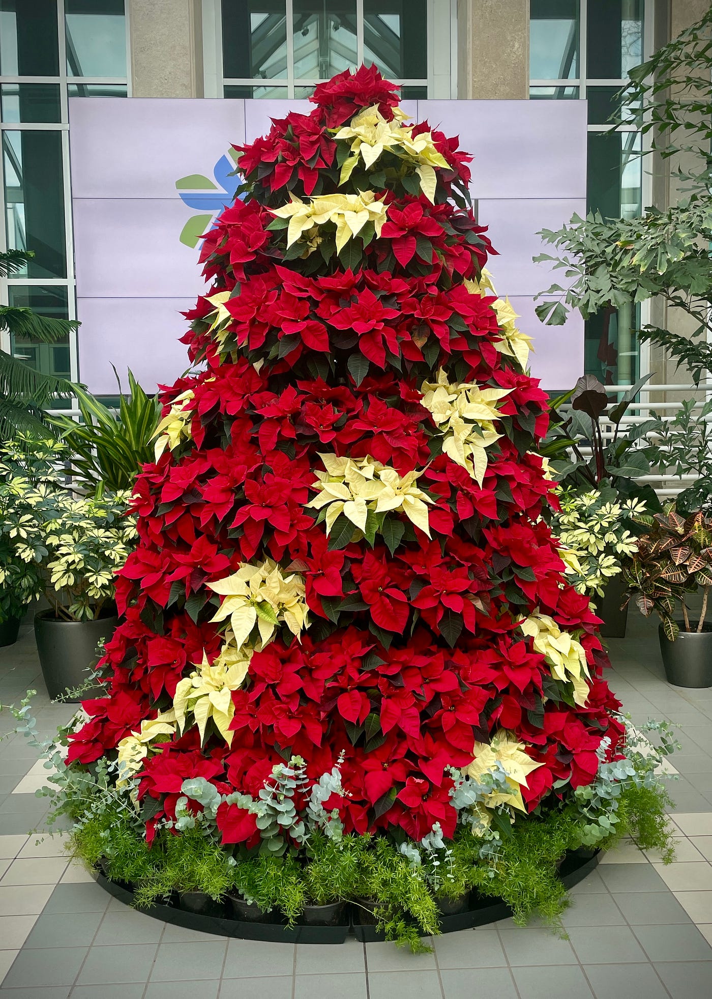 Seasonal Colors of Poinsettia. Grow it in your garden? | by Rhonda Carrier  | Weeds & Wildflowers | Medium