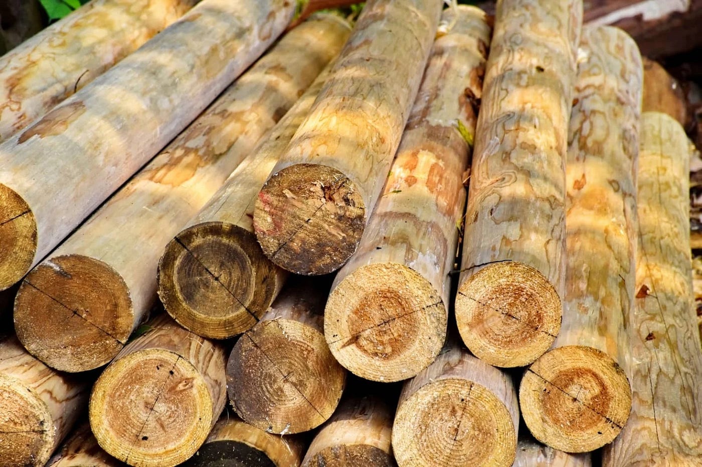 Fungsi Kayu Jati sebagai Material Serbaguna dan Berkualitas
