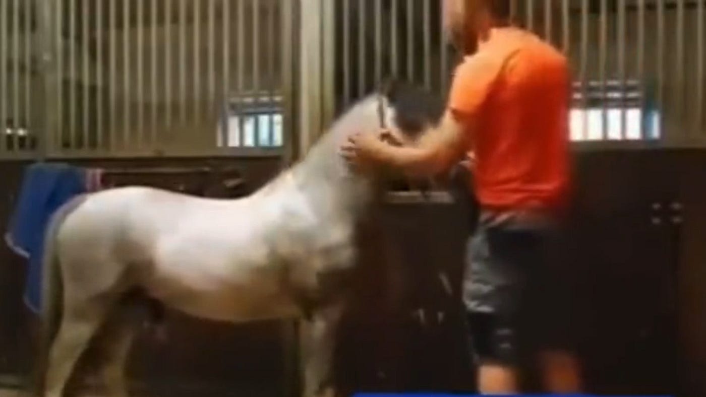 Watch Michael Hanley Horse Video Leaked Viral On Media Social | by  Fridamassie | Medium