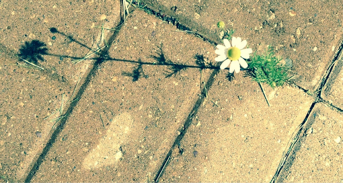 Chamomile growing through a crack in the brick patio. Photo by author.