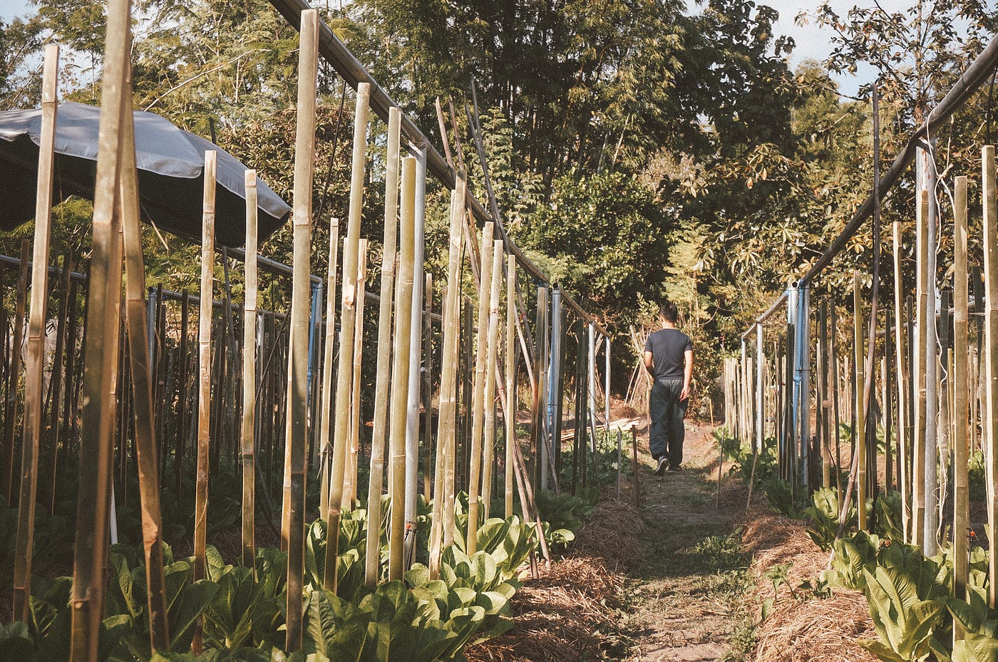Aik walking around Pui’s organic farm in Mae On