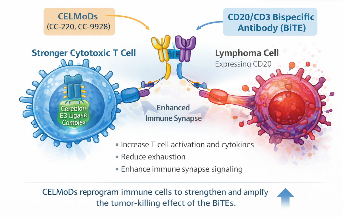 Why Bispecific Antibodies Plus CELMoDs Could Be a Powerful New Strategy in B-Cell Lymphoma