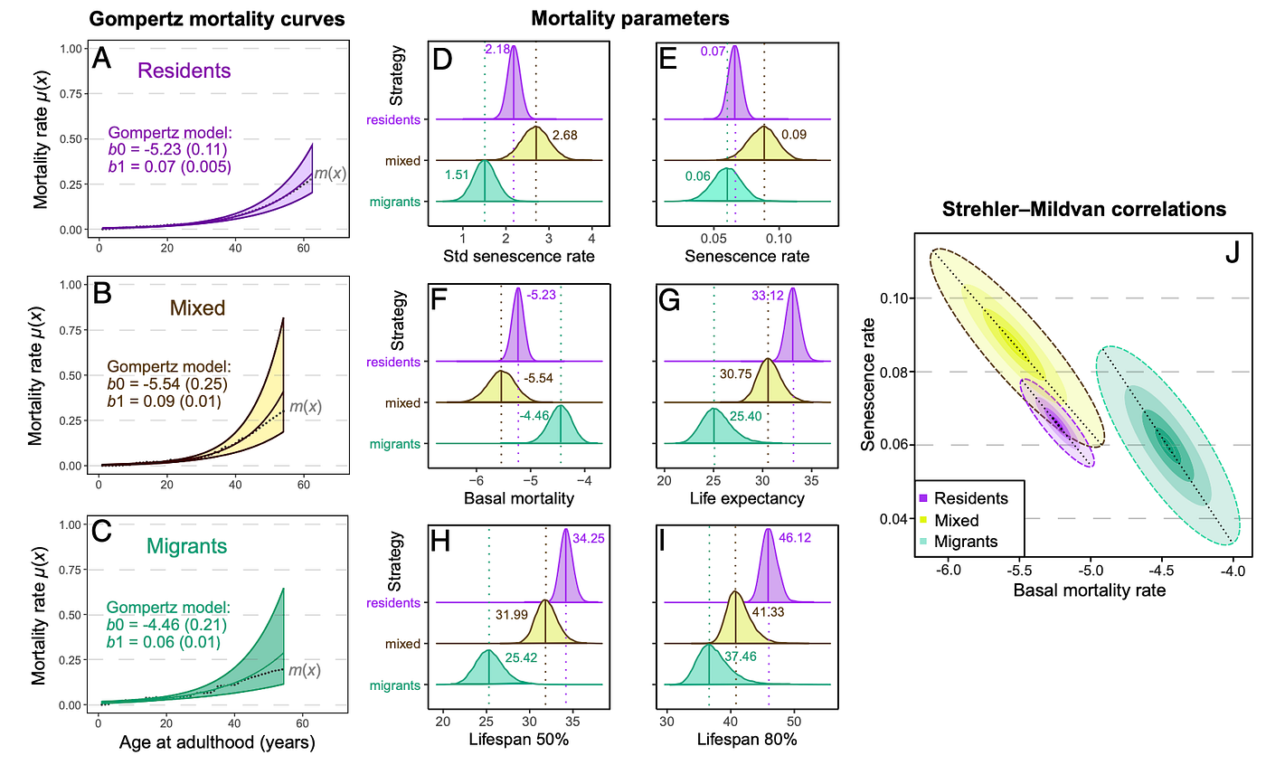 F I G U R E 2 | Age-dependent mortality estimates from Gompertz models built for three different migration strategies of Greater Flamingos. Individuals can be migrants, residents, or with a mixed migratory strategy. The mortality curves from Gompertz models associated with the three migratory strategies are presented on panel A–C — the death rates m(x) (gray dots) are also presented. The posterior distribution of Gompertz model parameters are provided (D–F): basal mortality rate ( b0 noted in the R package BaSTA; F), actuarial senescence rate ( b1 ; E), and actuarial senescence rate corrected for lifespan (Std senescence rate; D) which was calculated by multiplying b1 by life expectancy. Three adult lifespan metrics (expressed in years) were calculated using the posterior distributions of Gompertz model parameters: life expectancy, i.e., the average age at death (G); lifespan 50% (H) and 80% (I), i.e., the age at which 50% and 80% of the individuals alive at adulthood are dead. Finally, we investigated a potential trade-off between early- and late-life survival across migration strategies by examining the negative correlation between basal mortality rates b0 and senescence rates b1 (J) — this negative relationship is known as the “Strehler–Mildvan correlation.” (doi:10.1073/pnas.242288212)