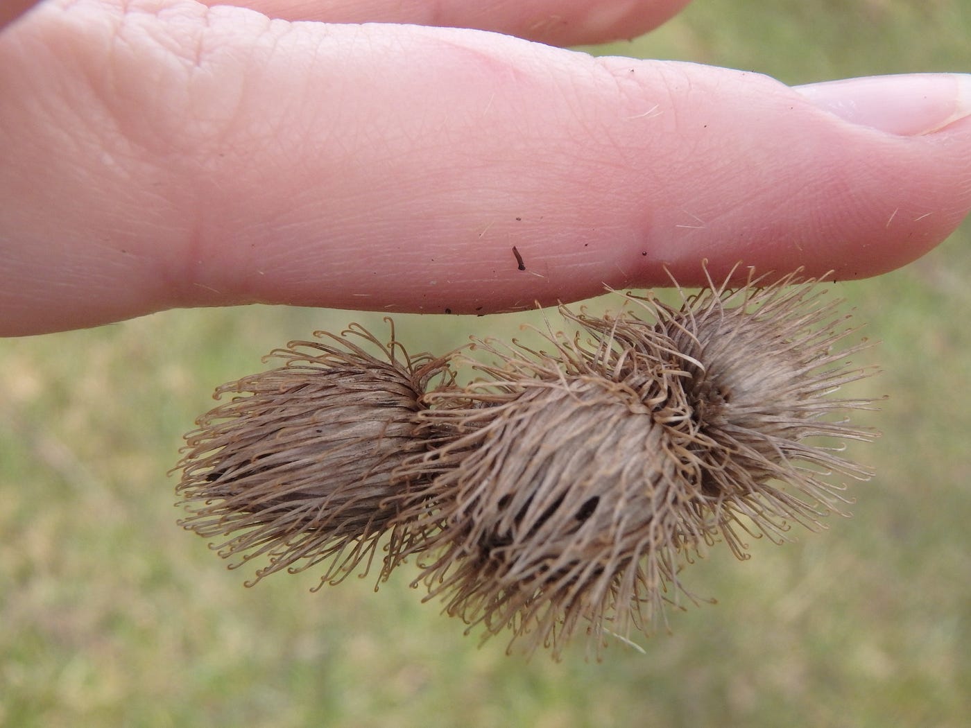 Comparison of plant burrs and  Velcro  .