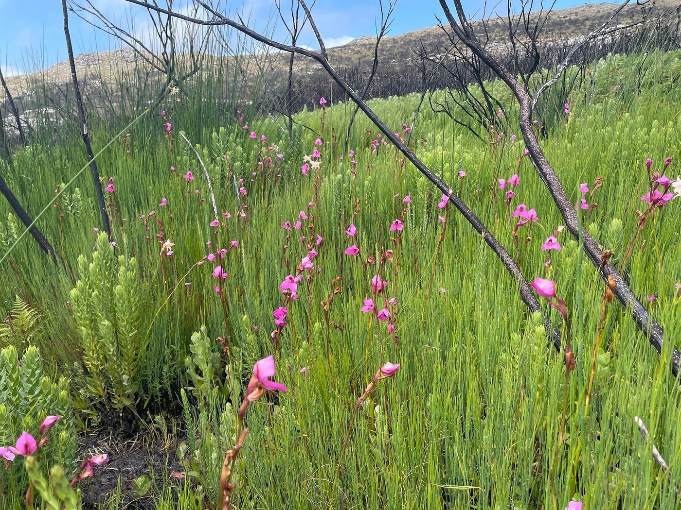 Wandering among the post-fire fynbos flowers