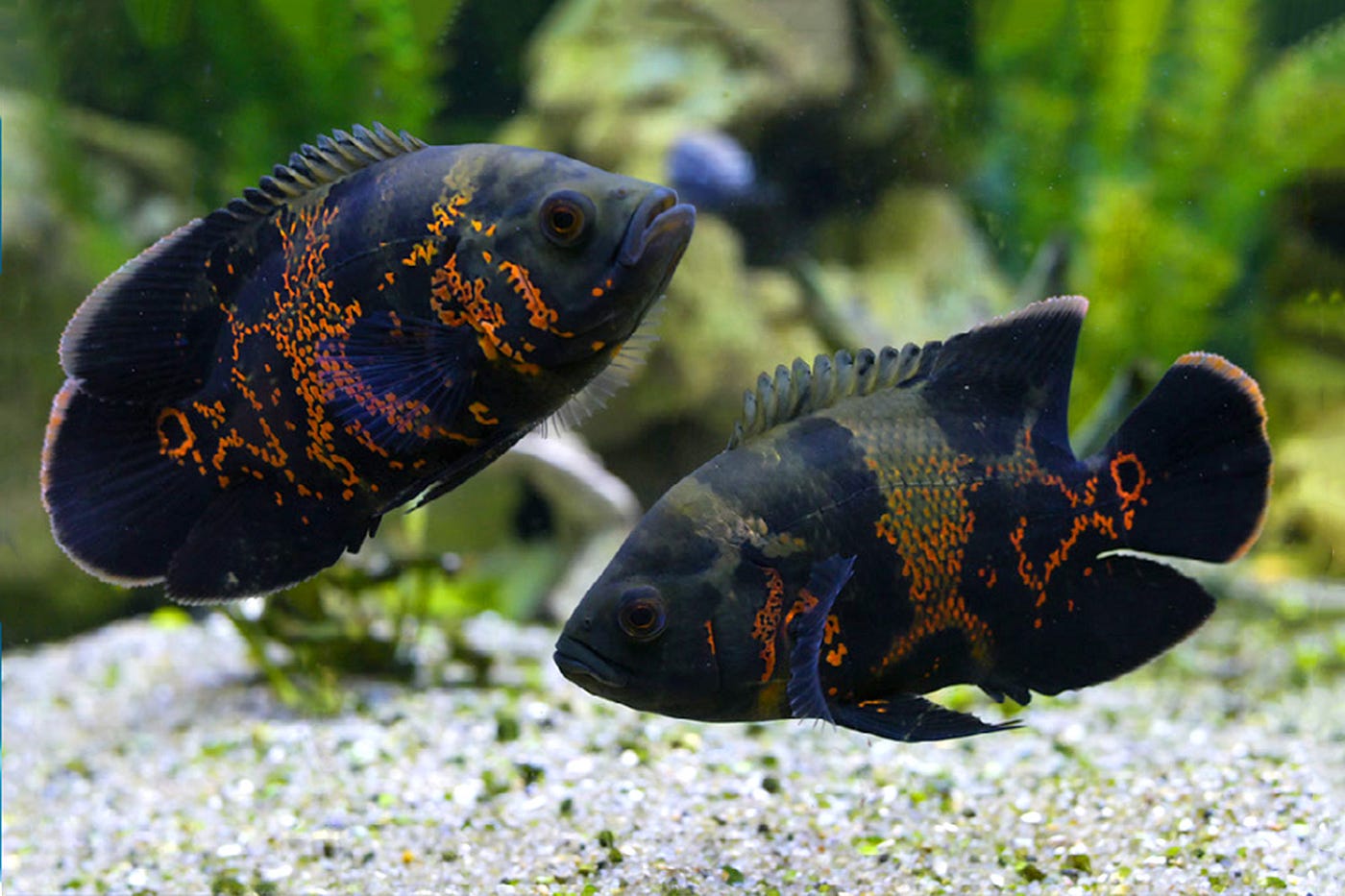 Differences between Oscar Fish and Cichlid.