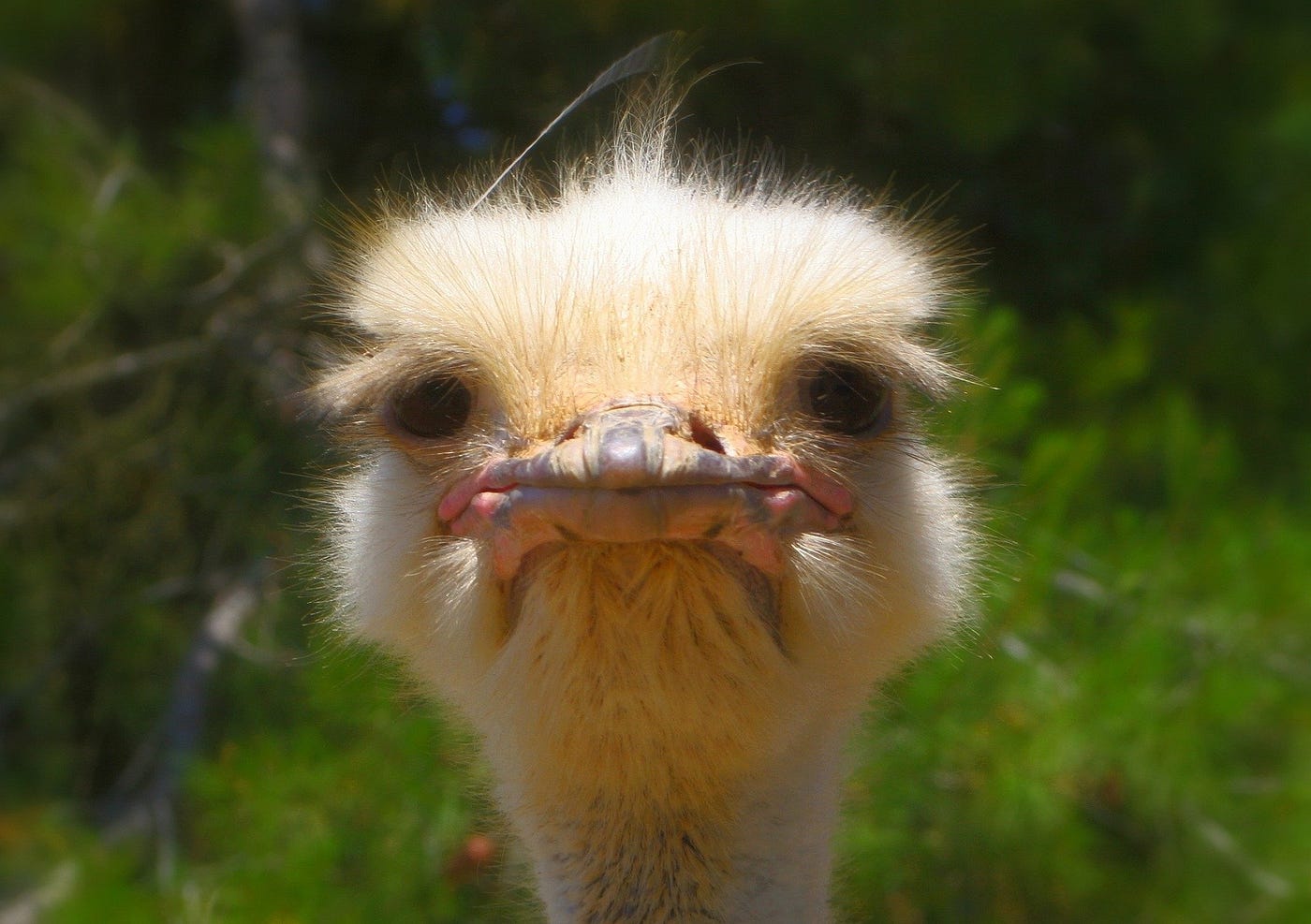 🐦 Find me if you can Ostrich is already bored and waiting, when