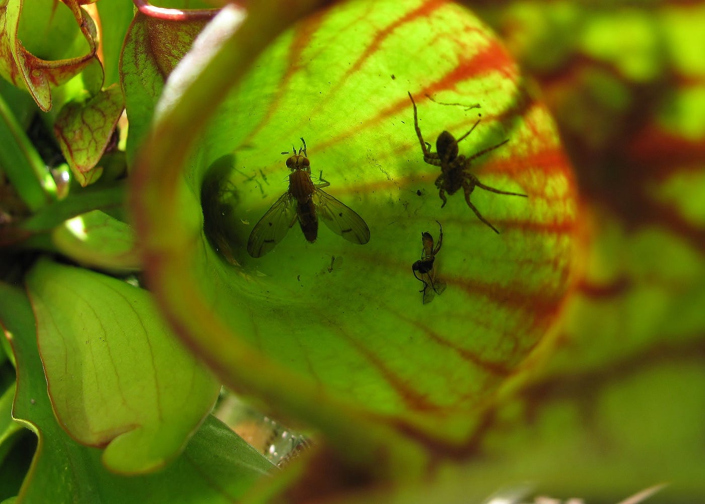 Venus flytrap, Description, Mechanism, Adaptations, Habitat, Diet, & Facts
