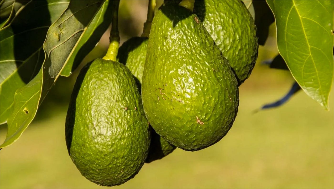 ¿Cómo se llama el árbol de palta? Pocas personas saben su nombre