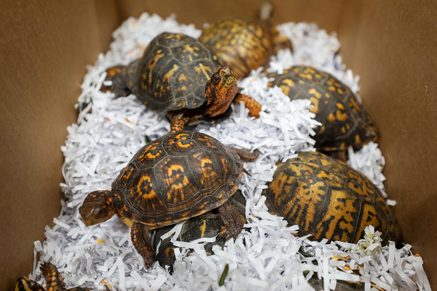 Zoo takes in 10 tiny turtles at conservation lab