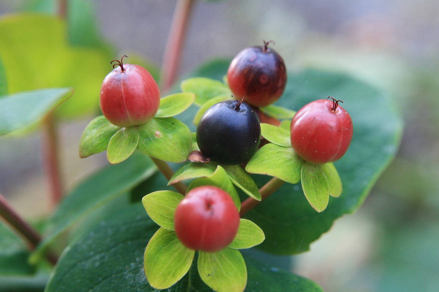 летний букет. земляника лесная цветок. земляника регина гавриш. лето ягоды цветы. лето цветы.