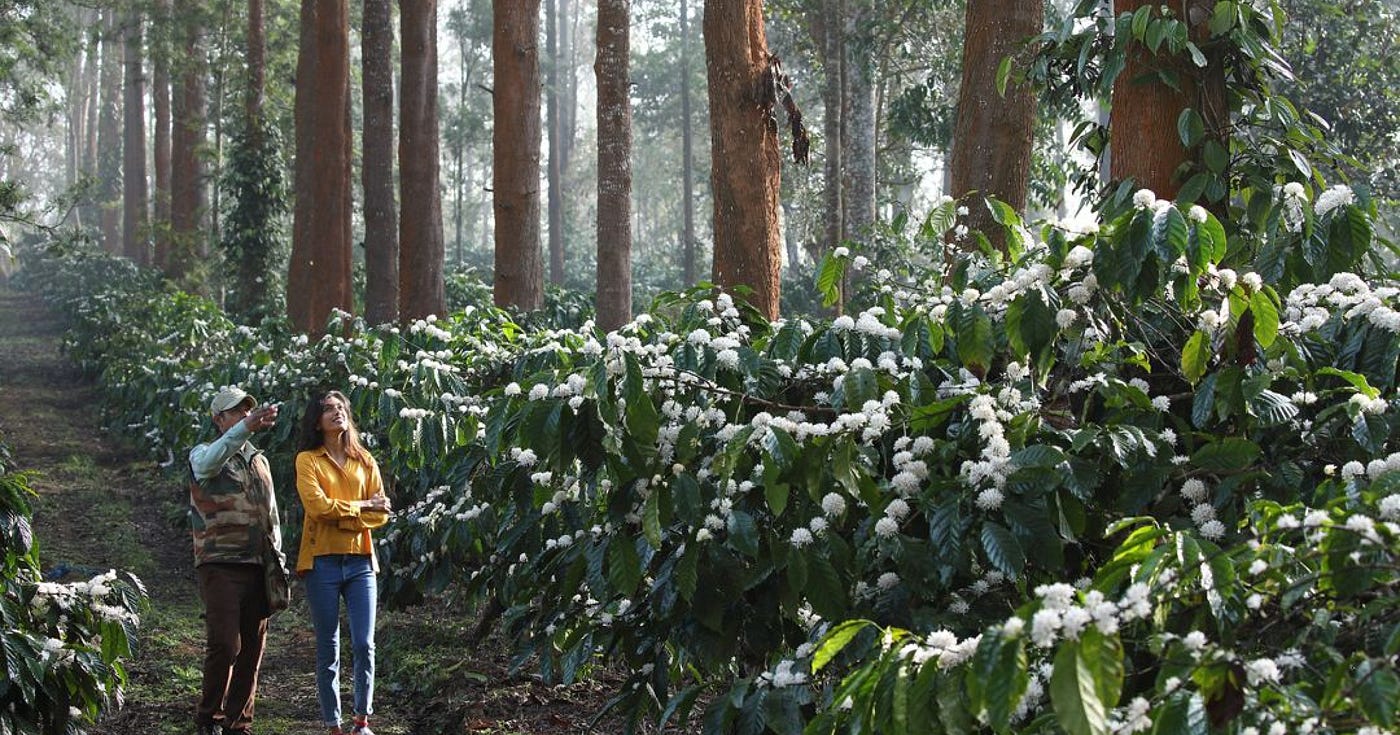 Coorg in April Is the Best-Kept Secret in South Indian Travel — And It Is Only 270 km from…