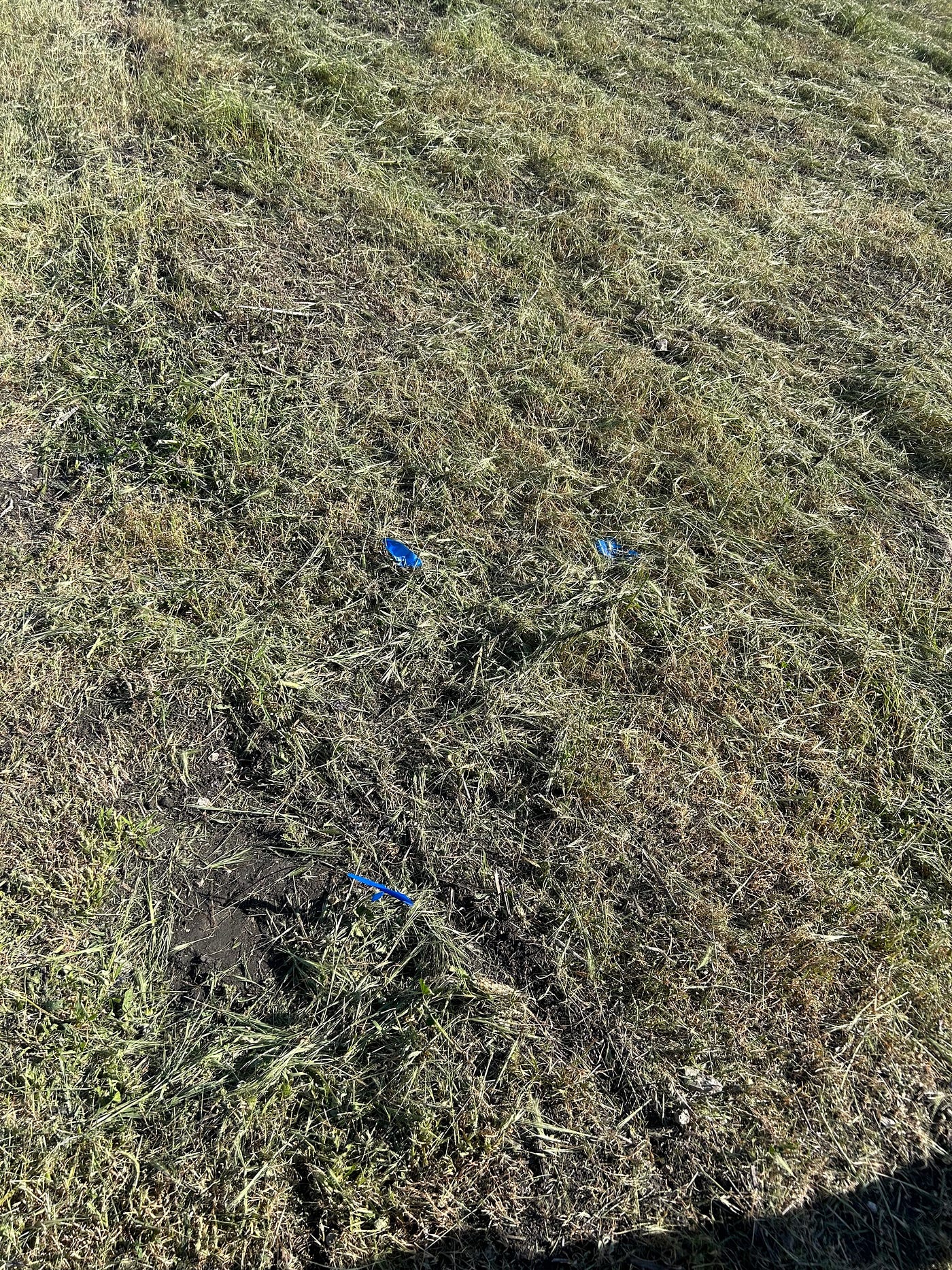 Results of an April 2025 mowing of the park the blue represents what is left of the flags I planted to mark the native plants I transplanted.