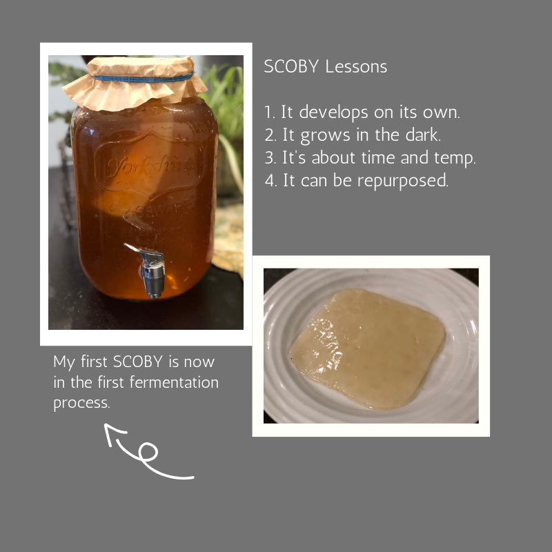 How to Start a Scoby: Easy Steps to Brew Your Own Kombucha