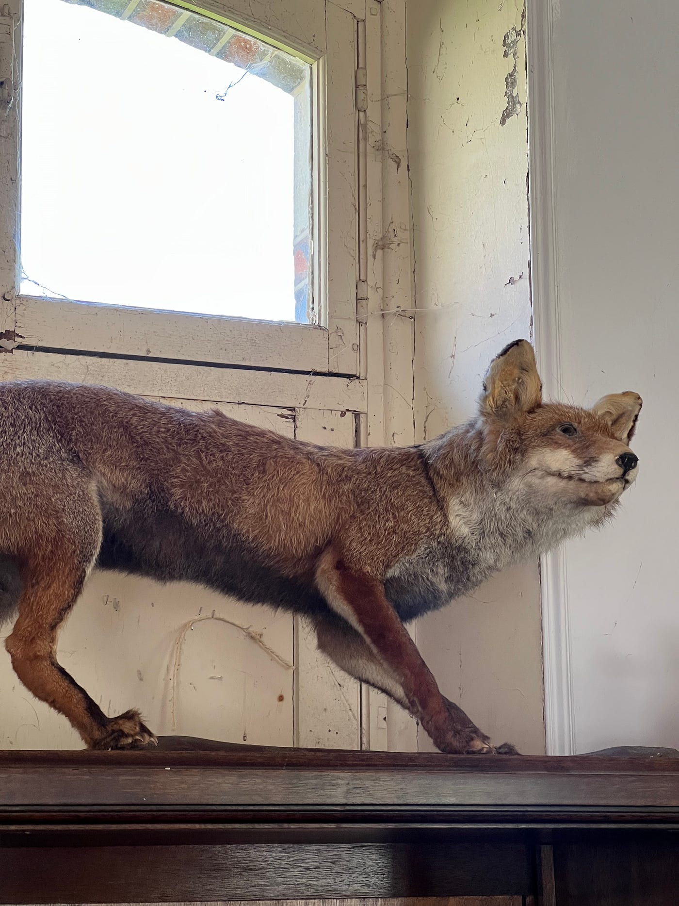 Photo of a stuffed fox stored away on a shelf in a French Chateaux