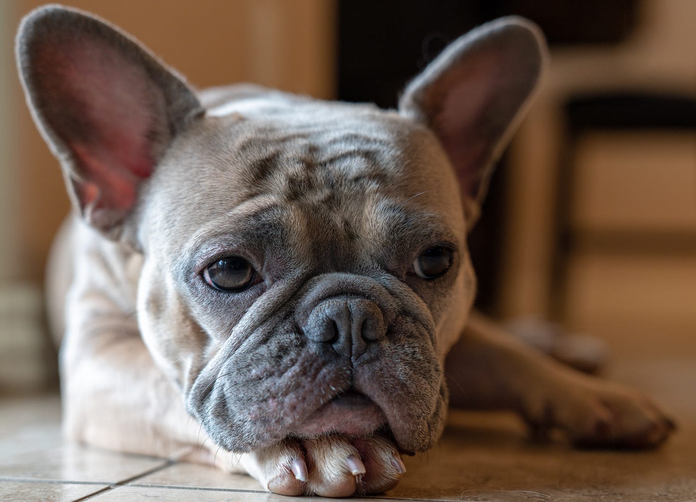 I Love Your French Bulldog Too. But please, for their sake, plan for…, by  Robert Sedam, DVM, Jan, 2024