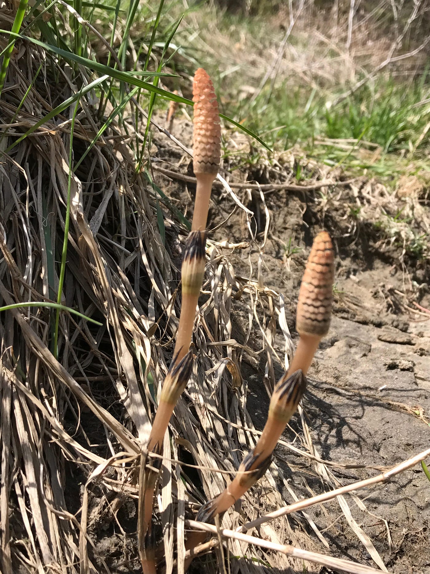 Horsetail  the wild edible. The medicinal plant that dates back | by Mei  Wong | Medium
