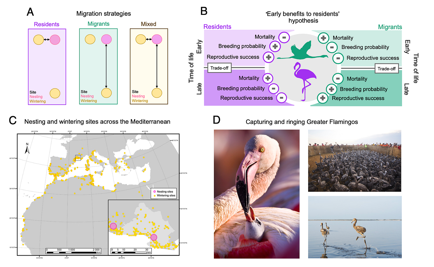 F I G U R E 1 | Migration strategies and monitoring of Greater flamingo. (A) Schematic migratory movements between wintering and nesting sites in the three migration strategies (resident, migrant, and mixed). (B) Hypothesis “early benefits to residents”: predictions about the effects of migration strategies on demographic parameters. © Map of nesting and wintering sites used by the Greater flamingo. (D) Pictures of Greater flamingo in Camargue © Hellio & Van Ingen. The two pictures on the right show the capture and ringing operations © Tour du Valat. (doi:10.1073/pnas.242288212)