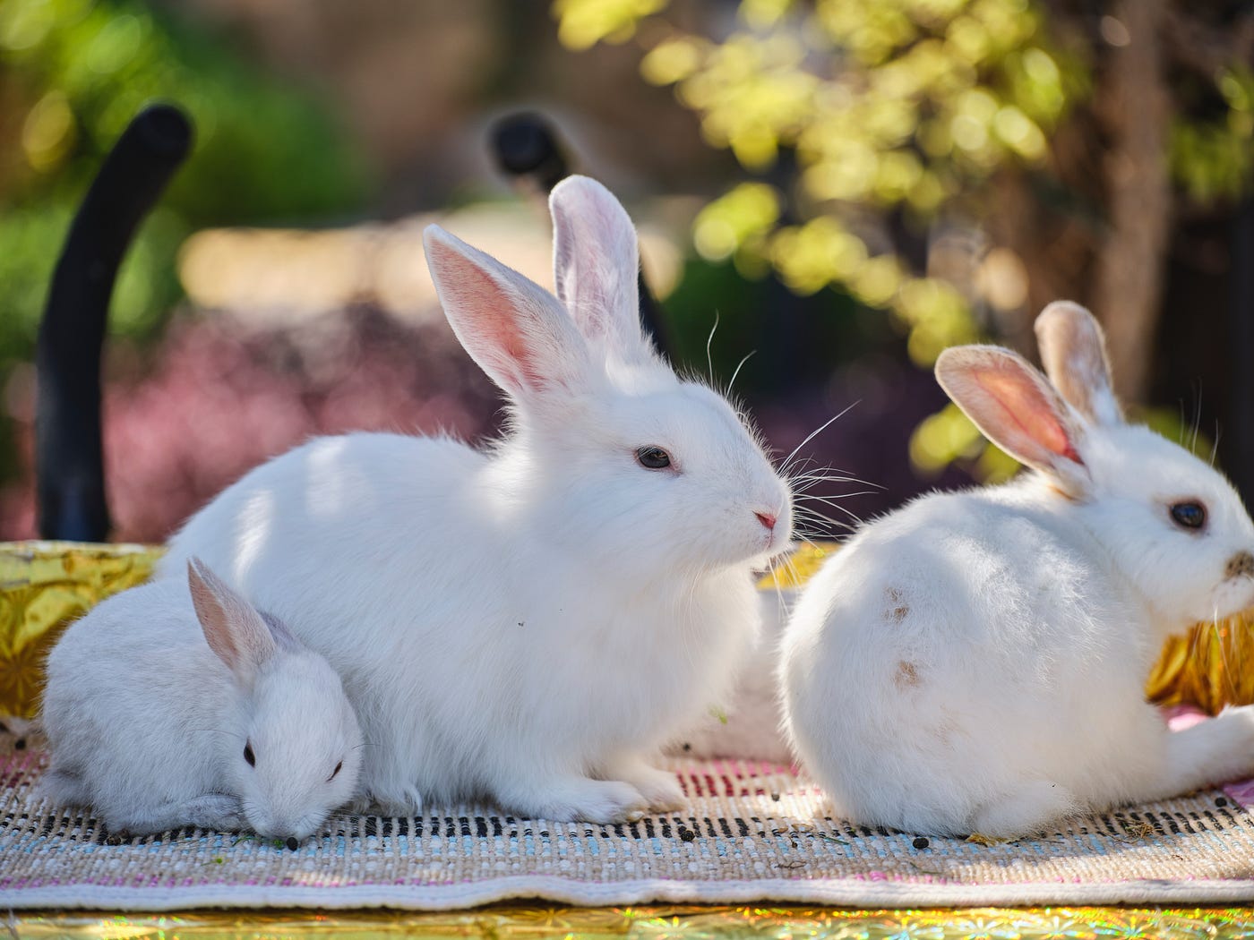 Interesting Facts about Rabbits You Should Know by Iqra Aslam Medium
