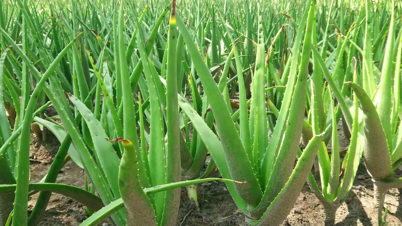 Aloe Vera cultivation in India. Aloe Vera cultivation in India is one… | by  Poonam Yadav | Medium