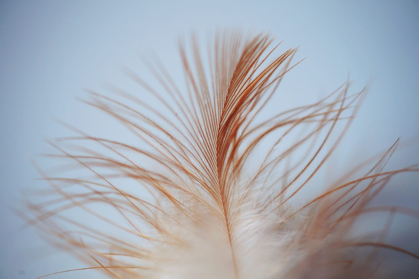 How to Make the Most of the Sex Toy 'Feather Tickler' | by Emma London | Emma London writes | Medium How to Make the Most of the Sex Toy 'Feather Tickler' | by Emma London | Emma London writes | Medium