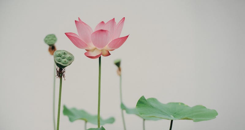 花 Shiki Lotus HASU | 蓮 : The Ibuki of July — A Sacred Flower Gracing the