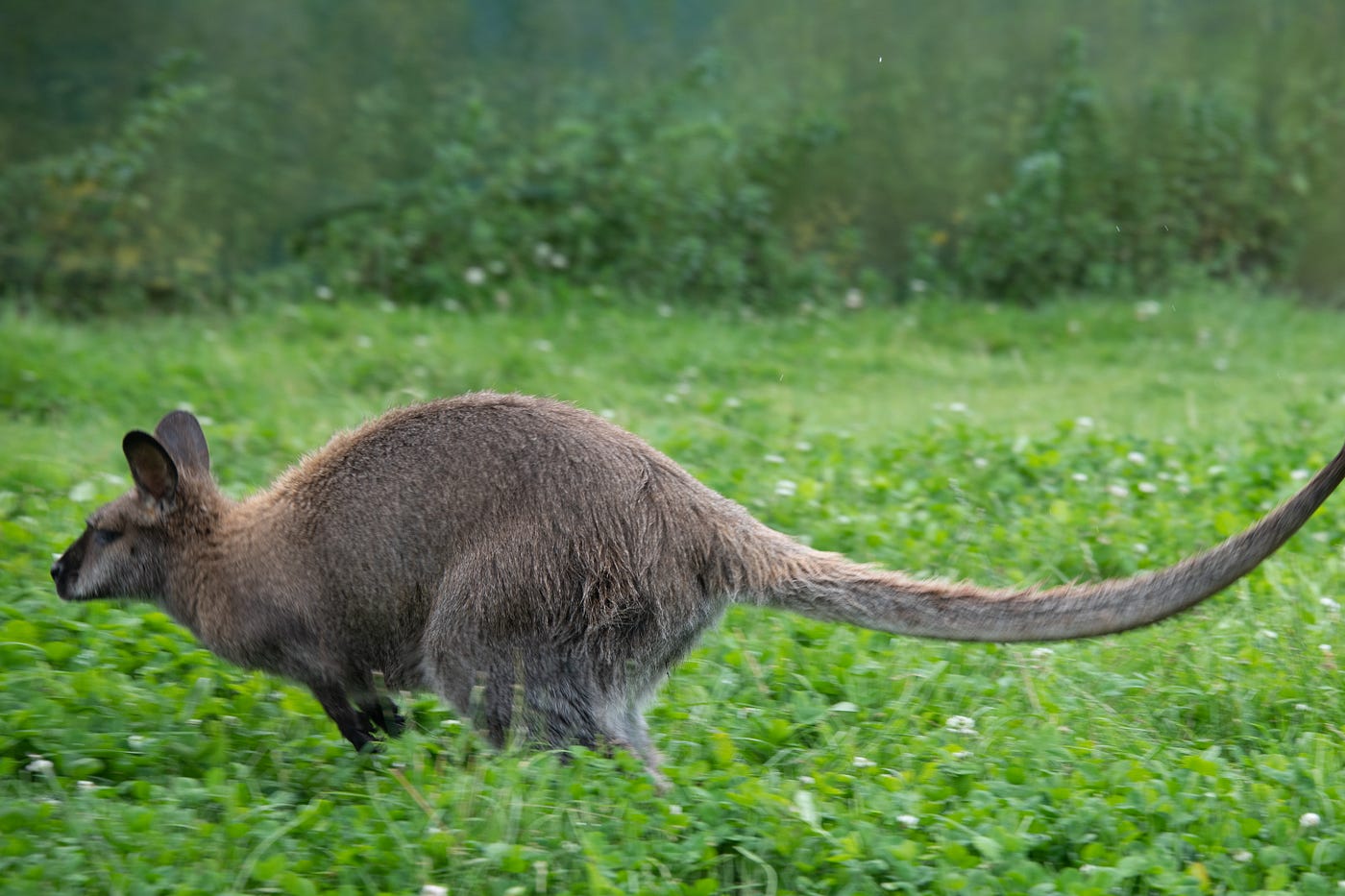 wallaby animal facts