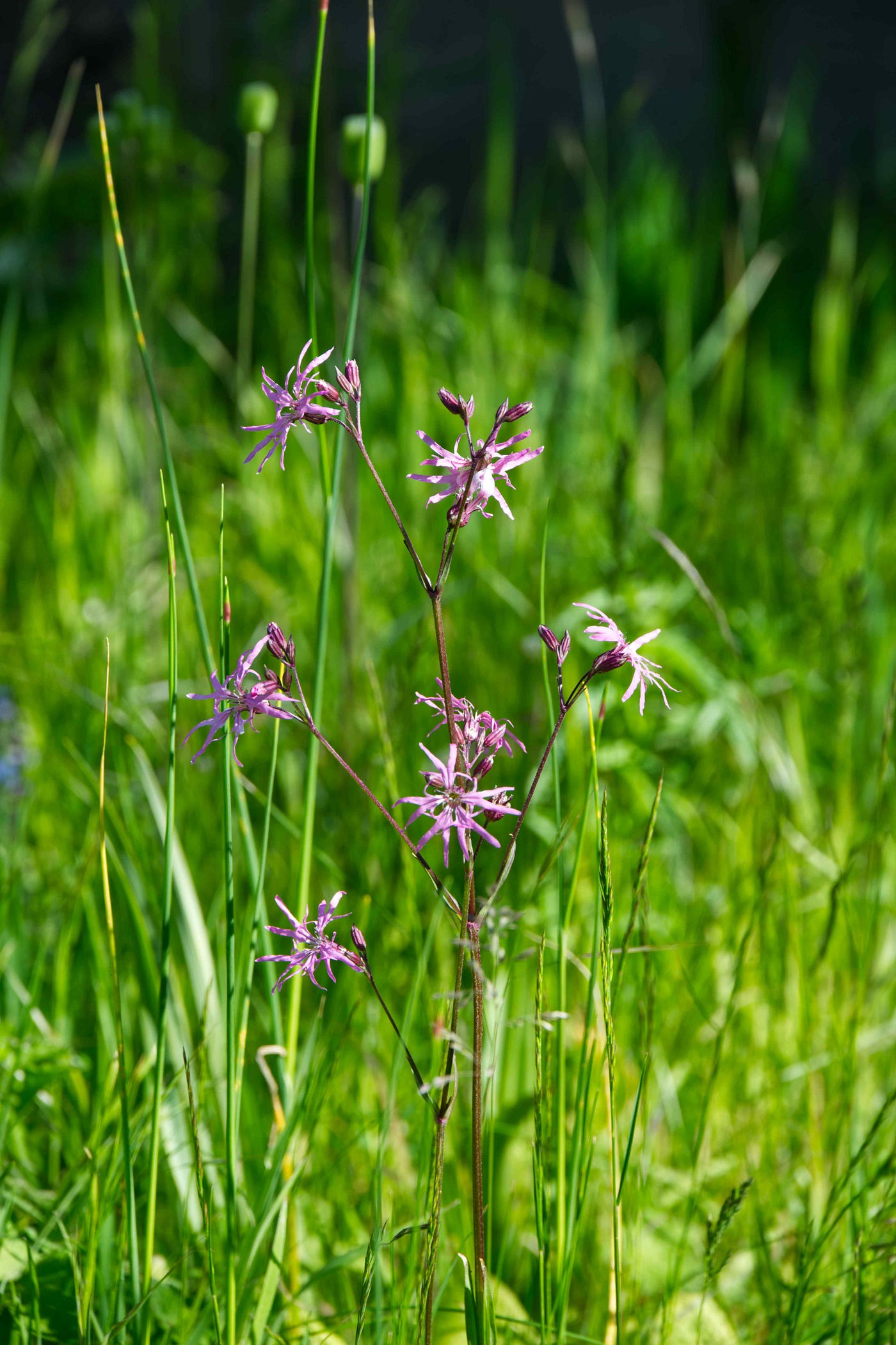 I converted large parts of my lawn into wild flower patches to be