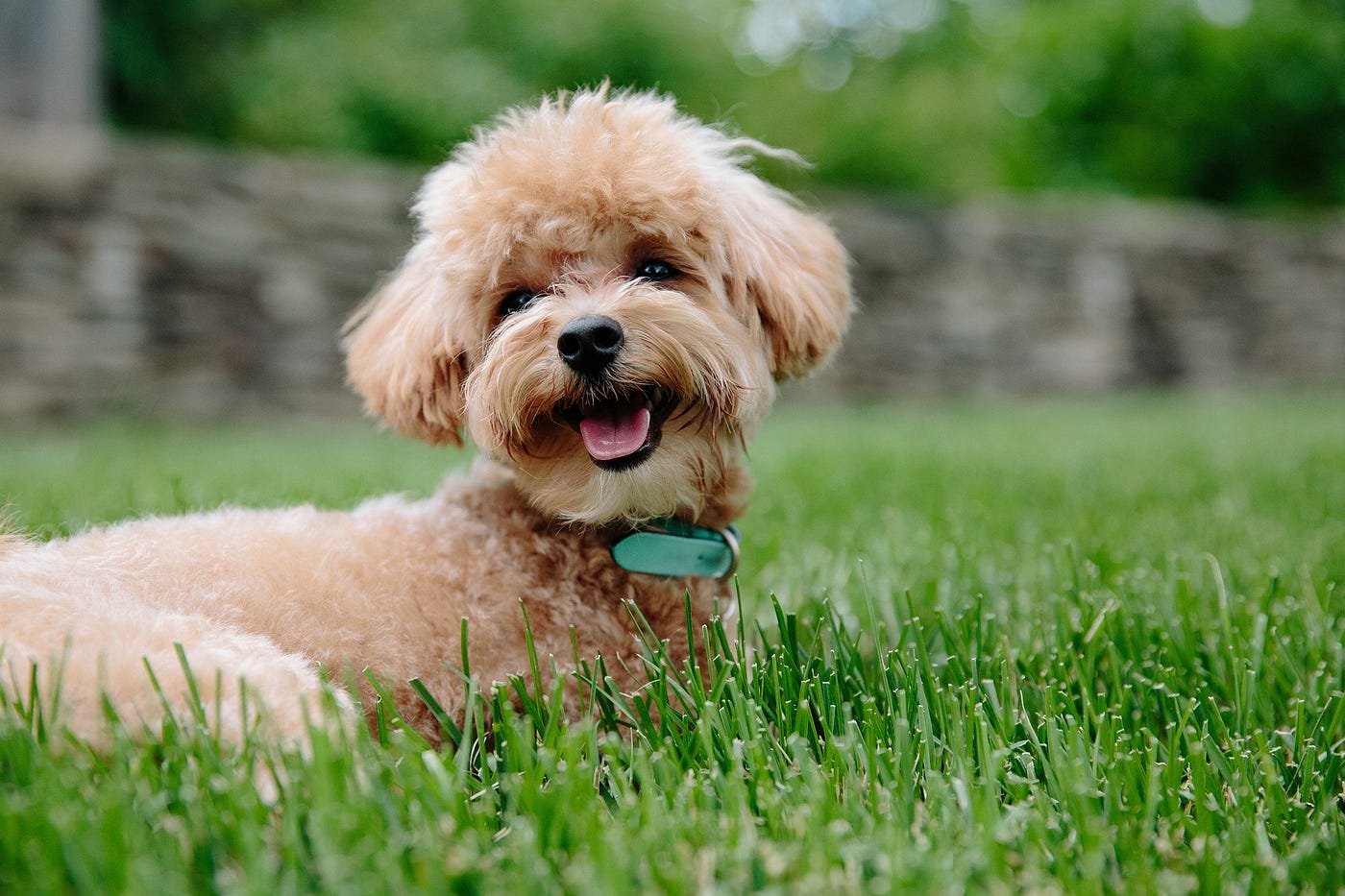 conheça a raça de cães poodle