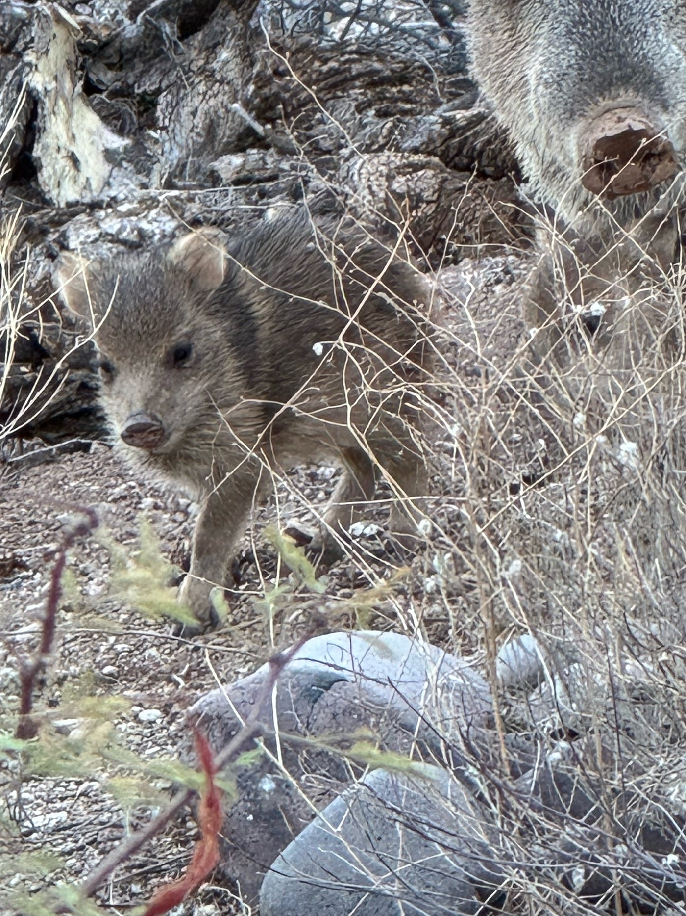 Baby Javelina and mother — personal photo