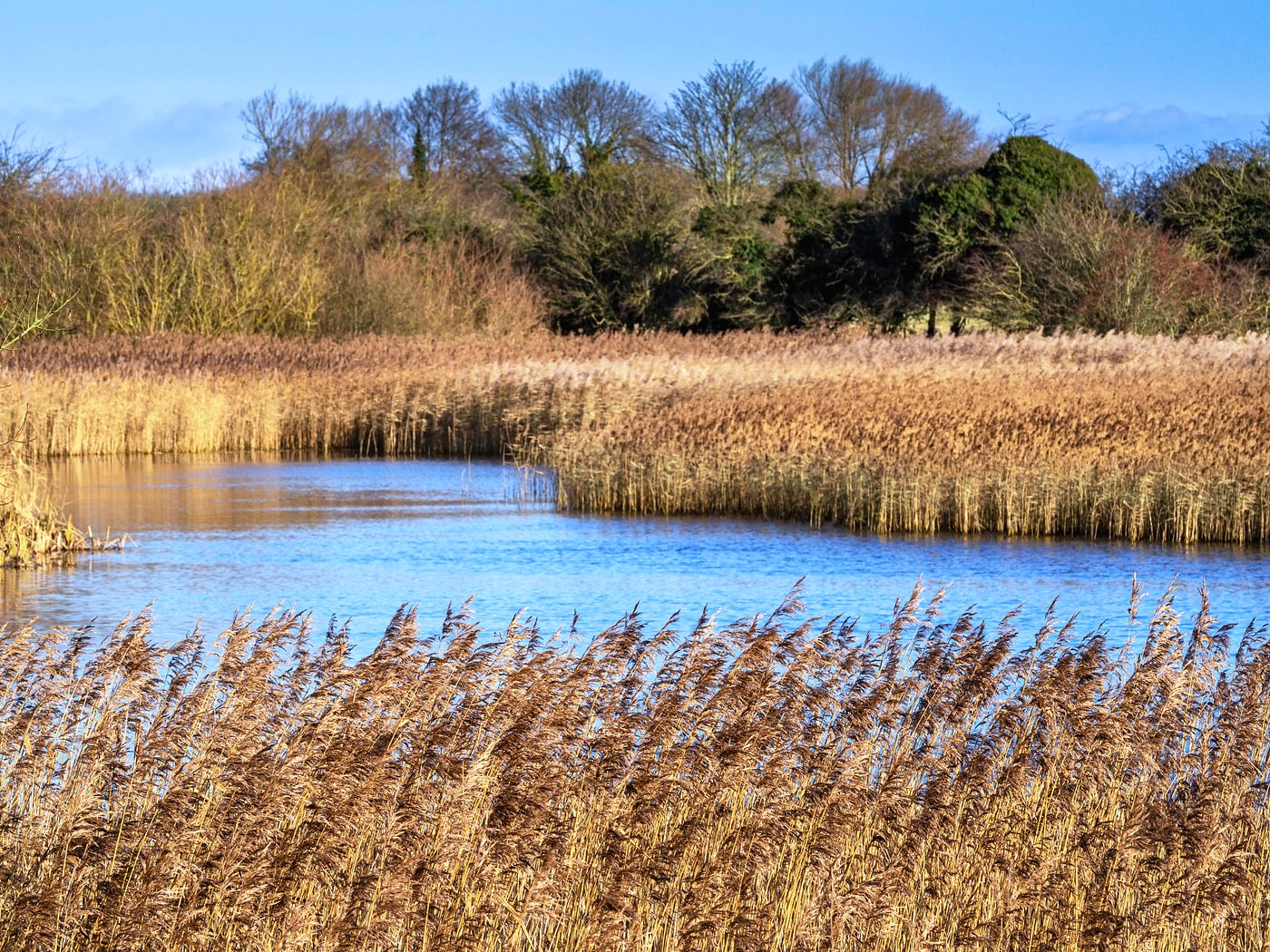 Golden reeds on a sunny winter morning at Staveley Nature Reserve, North Yorkshire (Photo by Author)