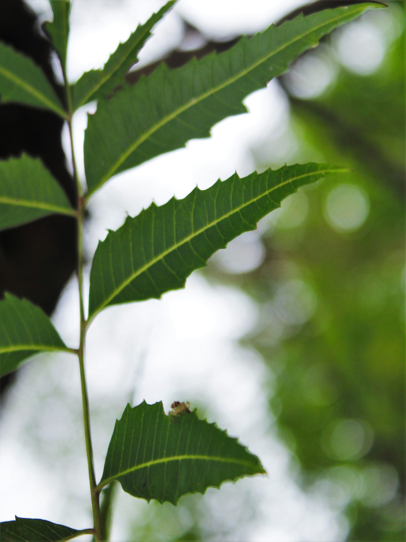Azadirachta indica A. Juss.