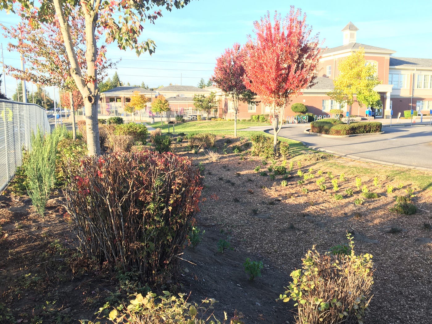 Build a Rain Garden  12,000 Rain Gardens