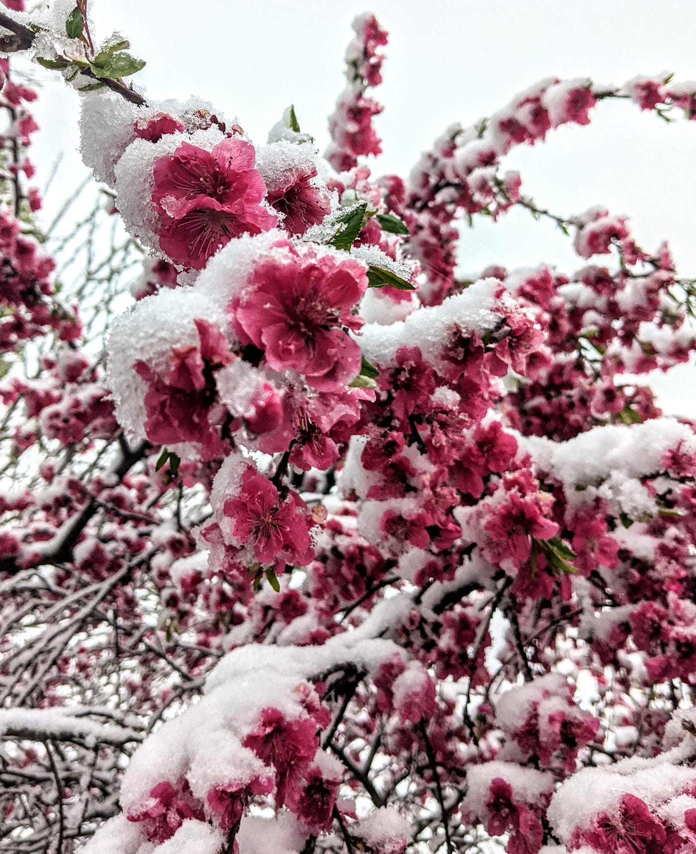 When Flowers Bloom