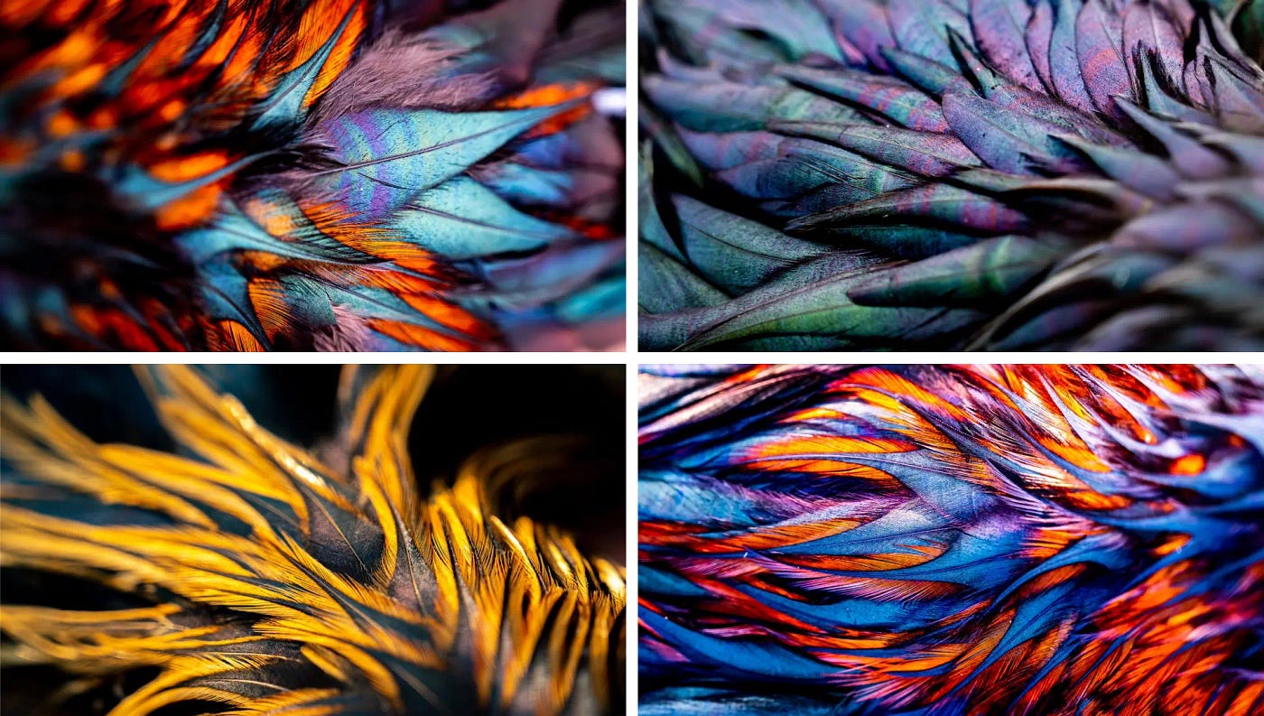 Explore Stunning Rooster Feather Images on NaturePicStock by Privinsathy: A  Visual Delight