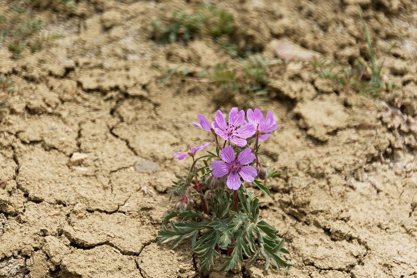Purple desert flowers close-up. dry summer without rain. Cracked earth and blooming wildflowers. The concept of global warming and climate change. Hot, sultry air. Atmospheric conceptual natural photo By Anna Pismenskova Adobe Stock licensed