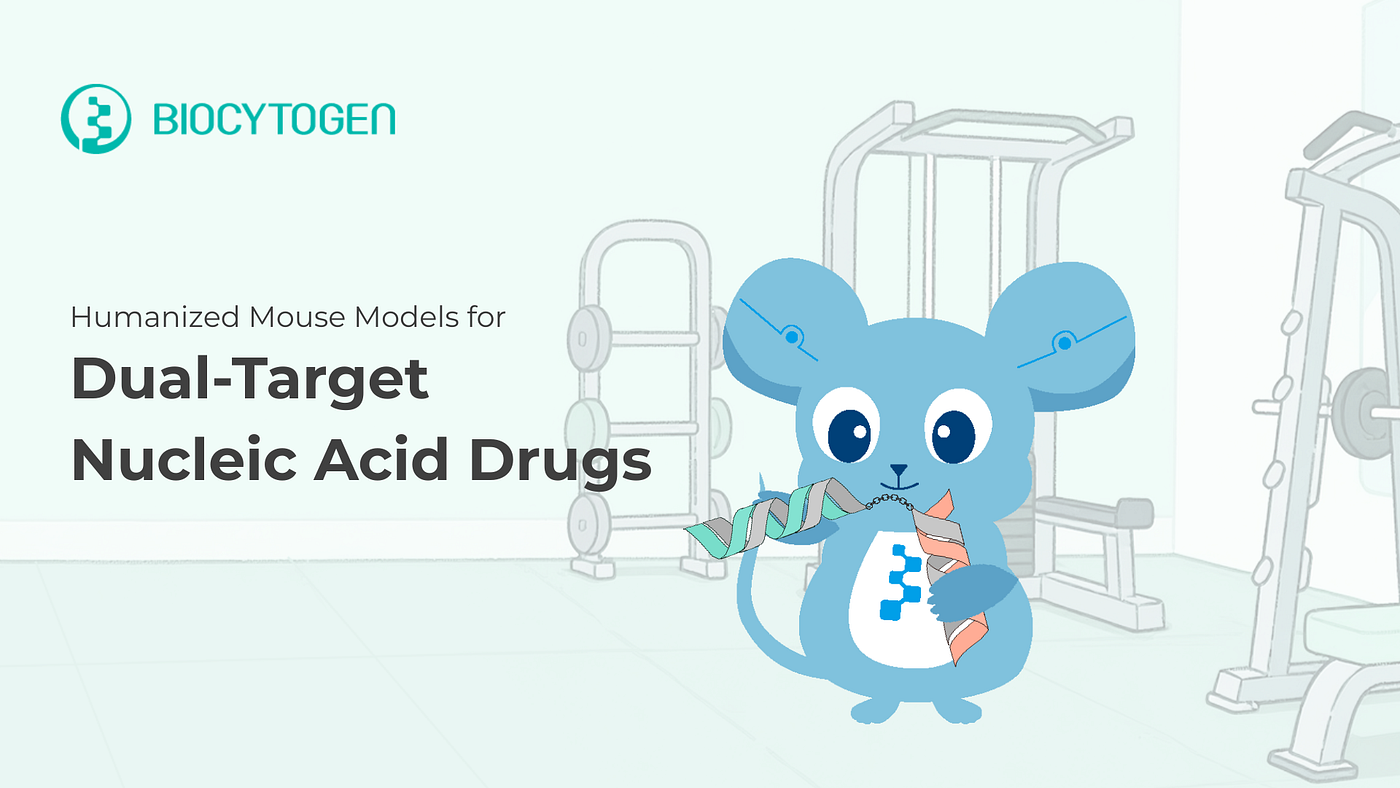 Accelerating Dual-Target Small Nucleic Acid Therapeutics with Humanized Models