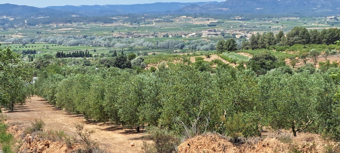 Pruning Season in Catalunya