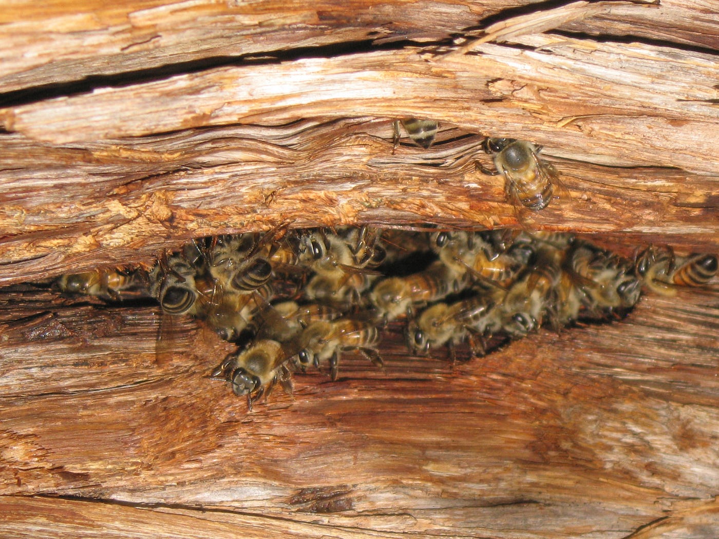 Bee Buzzing Sound