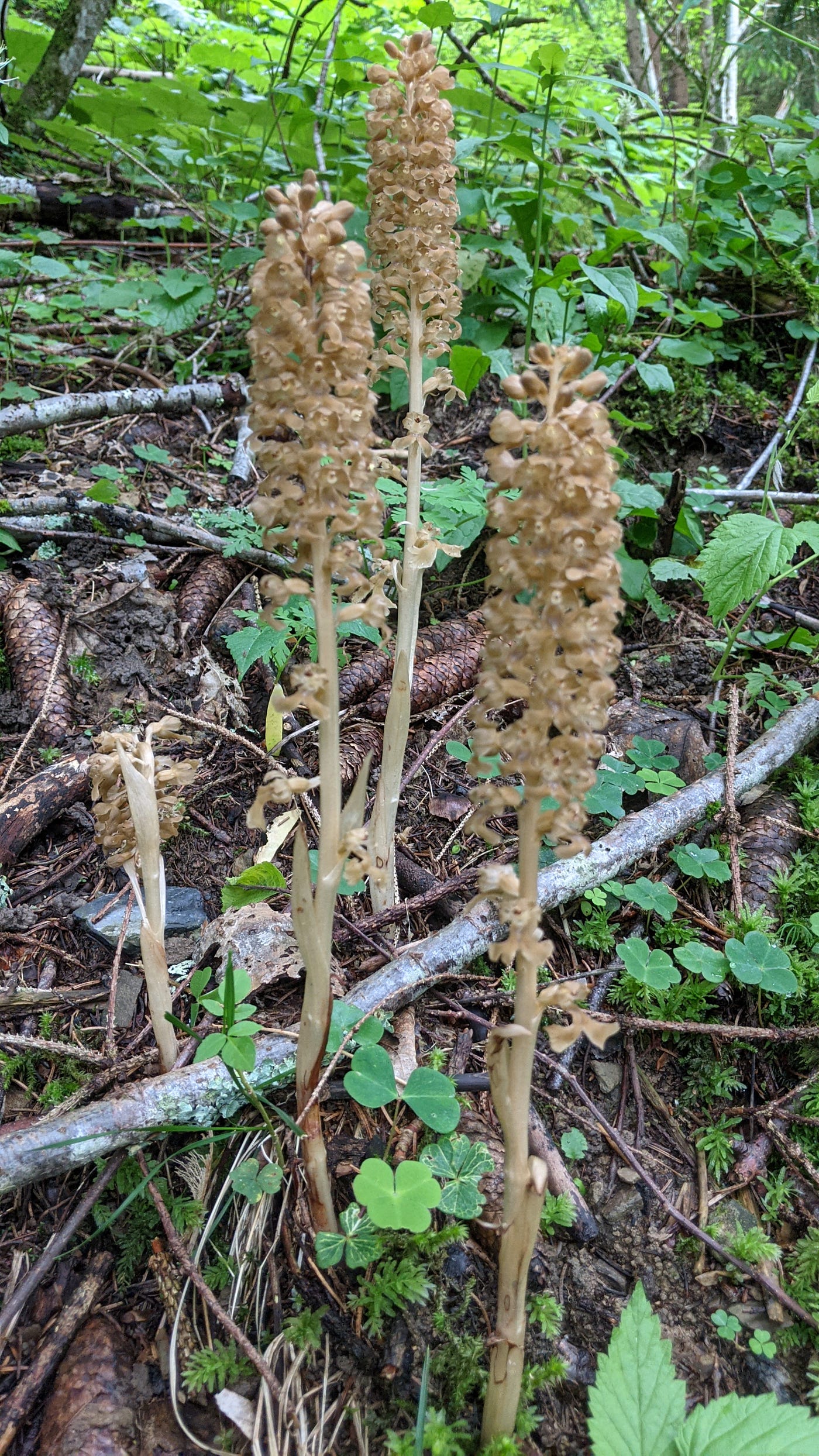 A summer spotting the wild orchids of Switzerland | by
