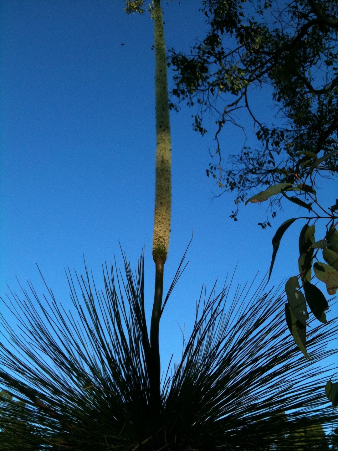 Why did we call Xanthorrhoea “Black Boys” in Australia? | by Lesley Dewar  There's always another story to tell | The Daily Cuppa Grande | Medium